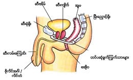 Pelvic Floor Muscle