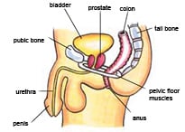 Pelvic Floor Muscle